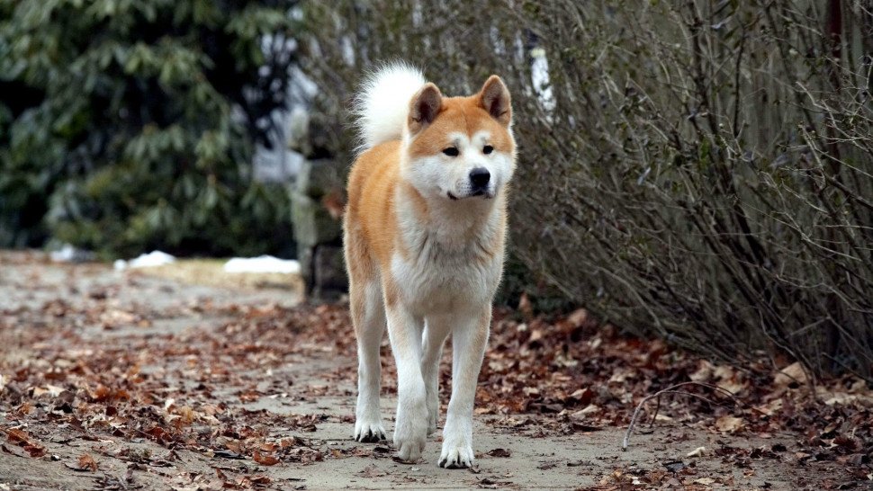Hachi: A Dog'S Tale Hachi: A Dog'S Tale