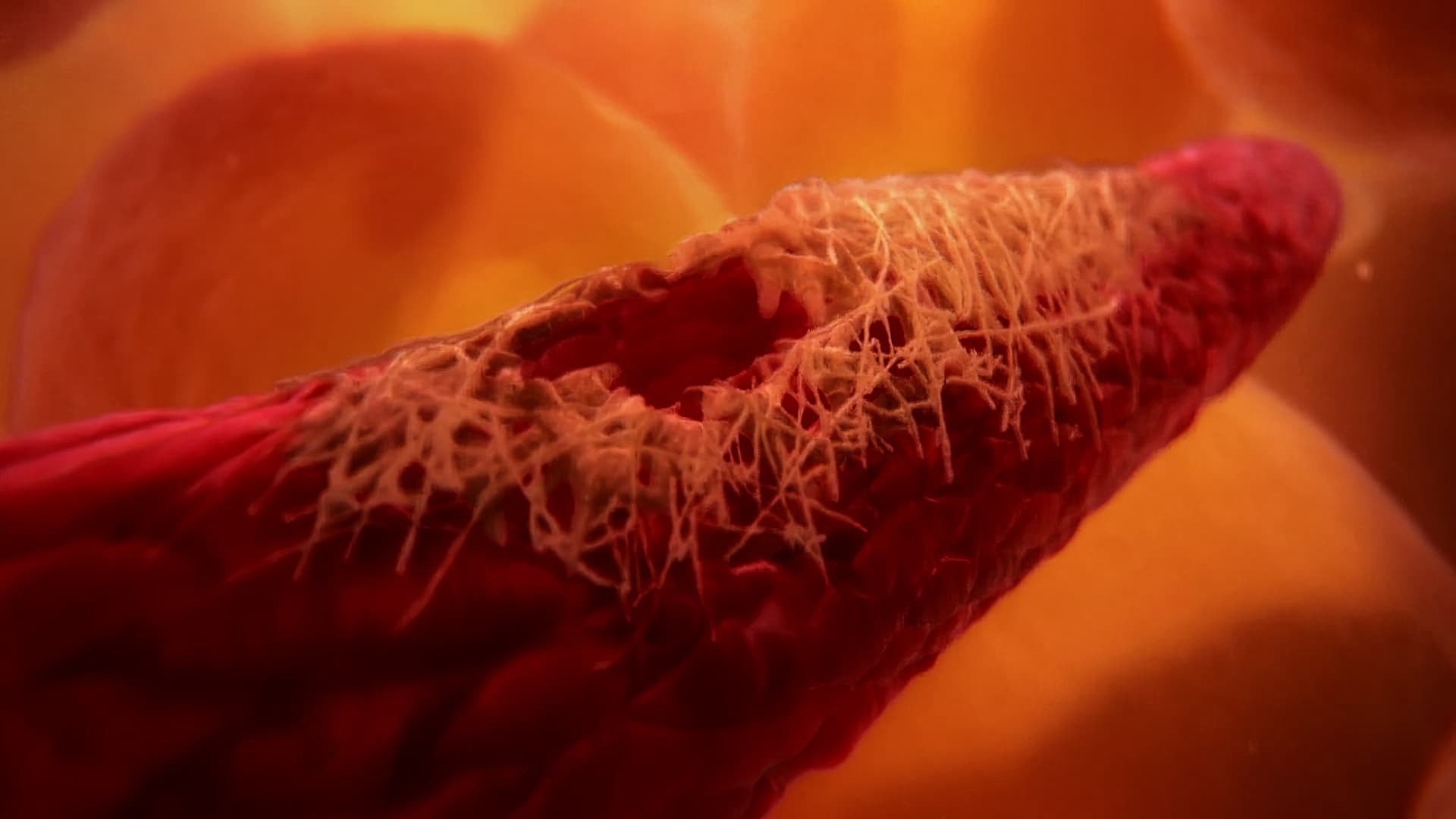 Inside The Human Body Inside The Human Body