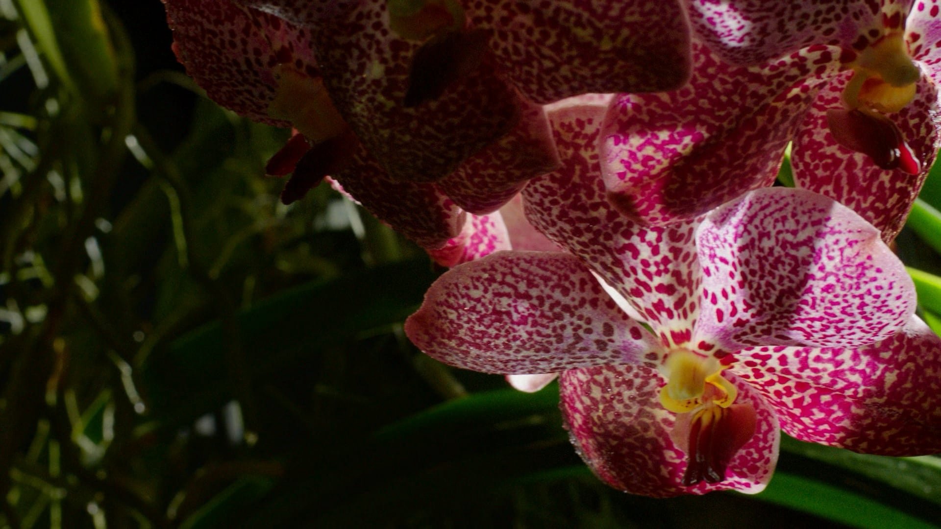 Kingdom Of Plants Kingdom Of Plants