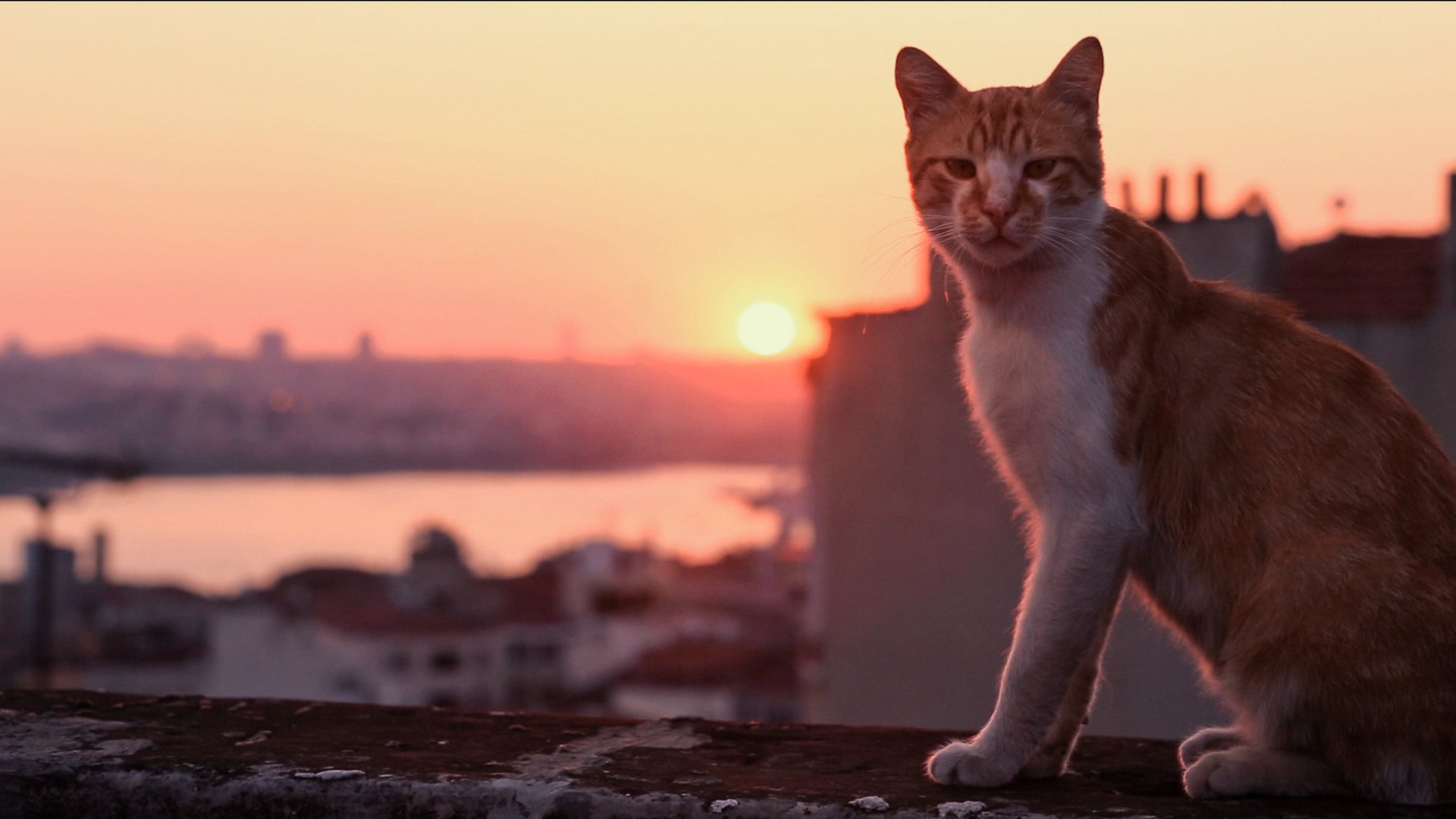 Thế Giới Loài Mèo Thế Giới Loài Mèo