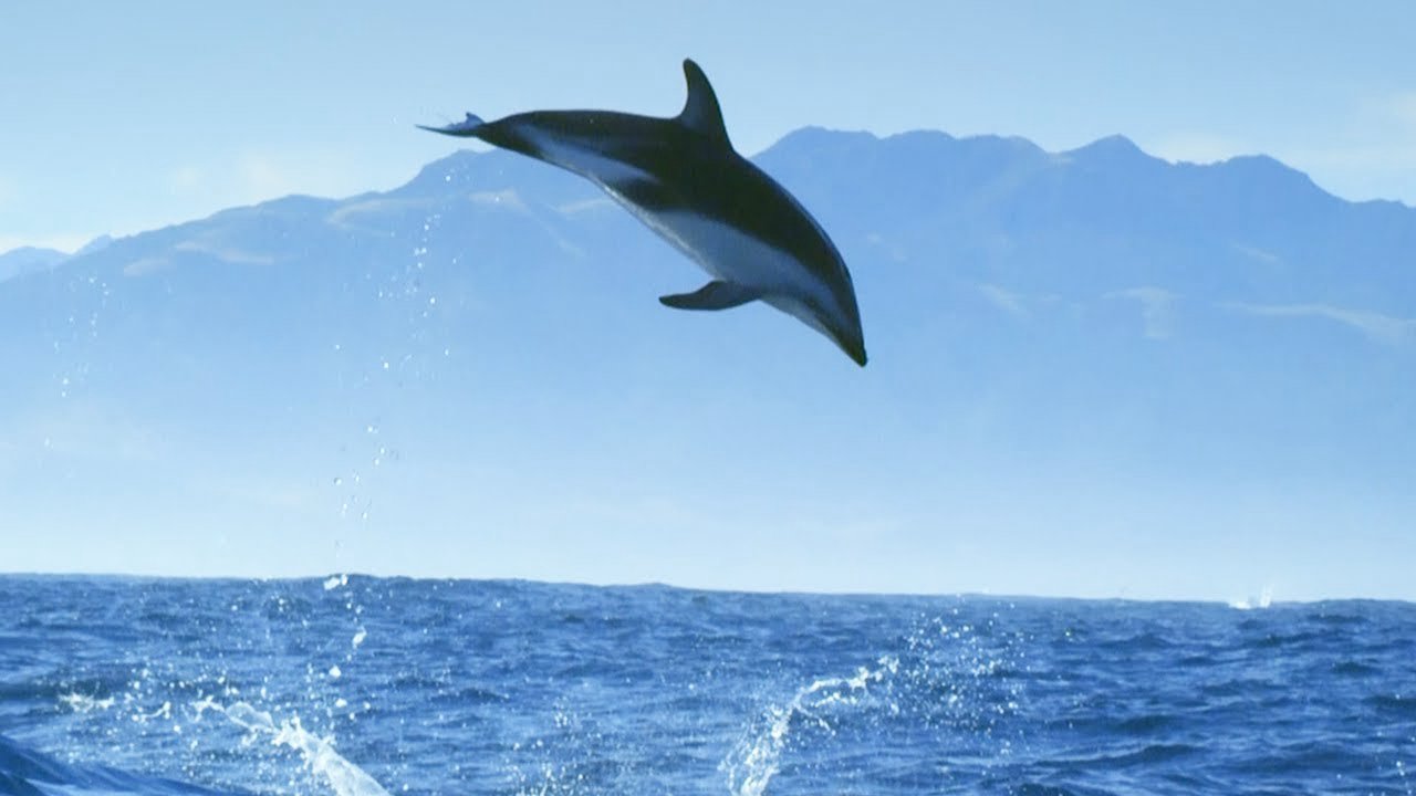 Diving With Dolphins Diving With Dolphins