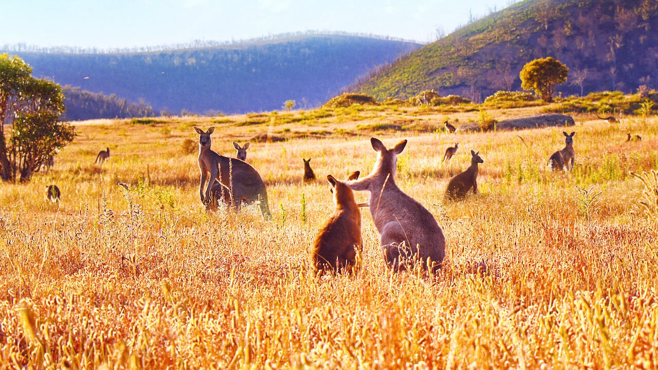 Thung Lũng Kangaroo Thung Lũng Kangaroo