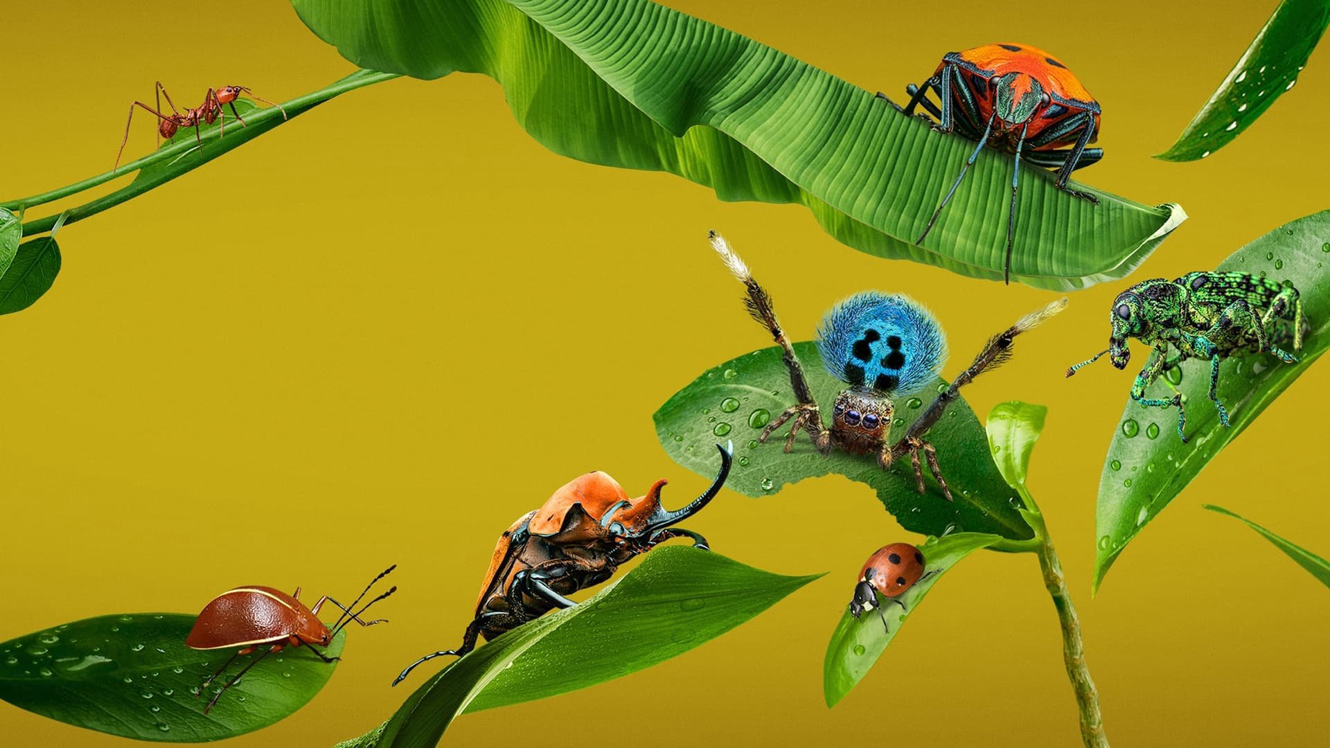A Real Bug'S Life A Real Bug'S Life